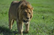 4-Day Small-Group Tour of Tanzania
