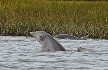 90 minute Hilton Head Sunset Dolphin Cruise