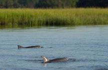 90 minute Hilton Head Sunset Dolphin Cruise