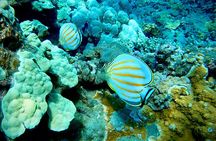 Marine Biologist Guided Snorkel Tour from Shore at Turtle Town