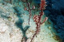 Menjangan island snorkeling full day boat trip 
