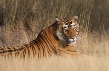 4 Days: Jaipur, Ranthambore Tigers & Taj Mahal Tour From Jaipur With Delhi Drop 