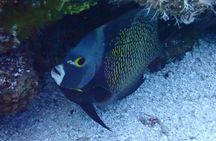 2 Hour Diving Experience in San Miguel de Cozumel