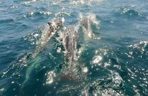 Ocean safari, snorkel with pelagic animals