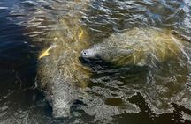 Manatee Sightseeing and Wildlife Boat Tour
