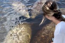 Manatee Sightseeing and Wildlife Boat Tour