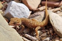 Ikara-Flinders Ranges Hiking Tour - 5 Days