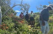 Tom Moores Jungle and Eco Tour