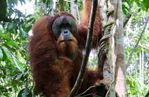 2 Days 1 Night in THE JUNGLE Mount Leuser ( See ORANGUTAN) 
