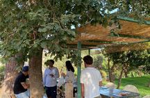 Discover Authentic Flavors of Elba Island: Winery Tour & Tasting