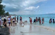 Nas: 3 islands Tour ,snorkel, Turtles, pigs and lunch