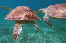 Nassau: Private Island & Snorkeling, Turtles, Drinks & BBQ 