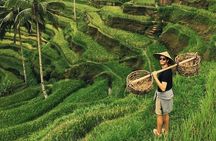 Ubud Jungle Swing - Monkey Forest - Water Temple - Waterfall 
