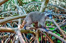 Magical Full-Day Tour Through The Mangroves And The Beach In Isla de Barú