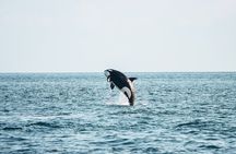 Victoria Half-Day Whale Watching Adventure with Free Photos