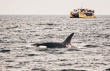 Vancouver Half-Day Whale Watching Adventure with Free Photos