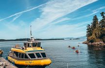 Vancouver Island Half-Day Whale Watching Tour - Telegraph Cove