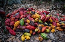 2 Days/1 Night Tour: Be immersed in a cocoa farm in the jungle of Cusco