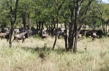 4-Day Small-Group Tour of Tanzania
