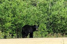  Private Arctic Circle Expedition from Fairbanks