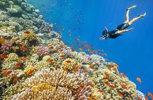 Ras Abu Gallum & Blue Hole Snorkel Safari by Jeep and camel