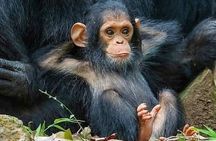 1 Day Ngamba Island chimpanzee tour