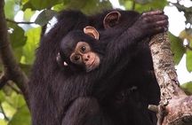 1 Day Ngamba Island chimpanzee tour