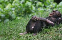1 Day Ngamba Island chimpanzee tour