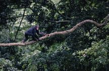 1 Day Ngamba Island chimpanzee tour