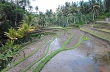 Full-Day Bali Island Tour Including Mt Batur And Sacred Monkey Forest Sanctuary
