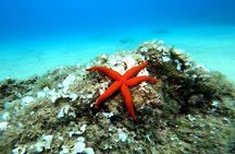 Costa Brava: Scuba Diving Tour, Lunch and a Visit to Tossa de Mar