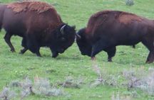 Lower Loop Van Tour from West Yellowstone: Grand Prismatic and Old Faithful