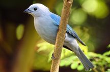 Monteverde Birdwatching Tour at Curicancha Reserve