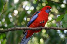 Dandenong Ranges Private Nature Day Tour from Melbourne