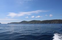 Dingle Dolphin Blasket Adventures