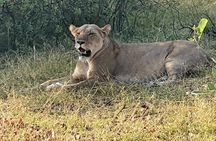 3 Day Moremi Safari
