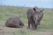 Safari In Nairobi Kenya National Park Half day Tour
