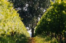 Valpolicella Wine and Cicchetti Tasting