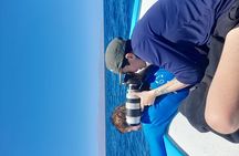 Snorkel with whale sharks includes equipment & transportation