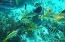 Full-Day Private Stingray City Snorkeling and Starfish Beach Tour