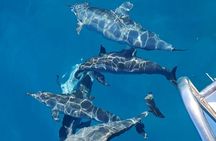 Private sunrise Dolphin with Le Havanah Boat