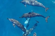 Private sunrise Dolphin with Le Havanah Boat