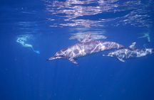 Private sunrise Dolphin with Le Havanah Boat