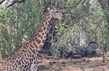 3 Day Moremi Safari