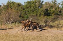 3 Day Moremi Safari