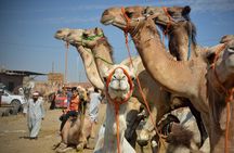Private Daraw Camel Market Half-Day Tour from Aswan