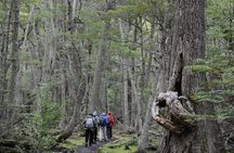 Half-Day Tierra del Fuego National Park with Lunch and Drinks