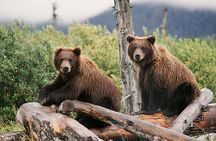 Private Half-Day Nature Tour from Anchorage