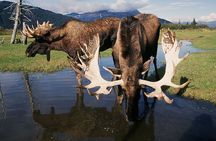 Private Half-Day Nature Tour from Anchorage