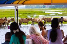 Wild Pony Watching Boat Tour from Chincoteague to Assateague